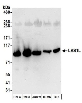 Rabbit anti-LAS1L Antibody