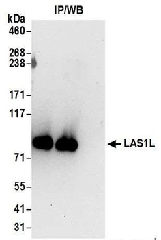 Rabbit anti-LAS1L Antibody