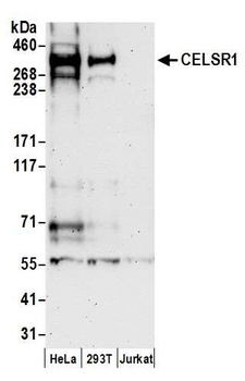 Rabbit anti-CELSR1 Antibody