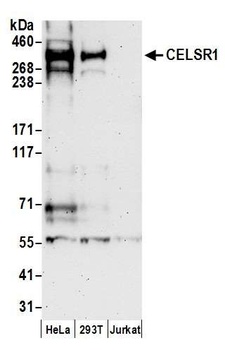 CELSR1 Antibody