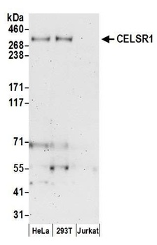 CELSR1 Antibody