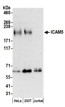 ICAM5 Antibody