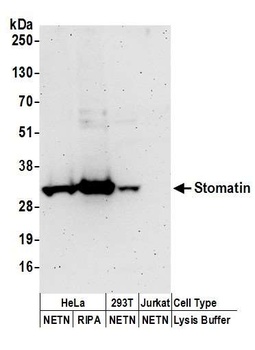 Stomatin Antibody