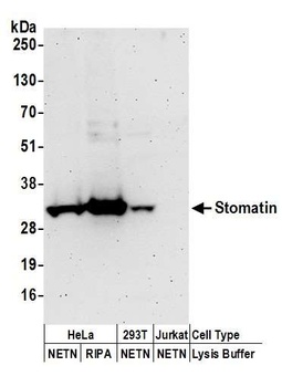 Rabbit anti-Stomatin Antibody