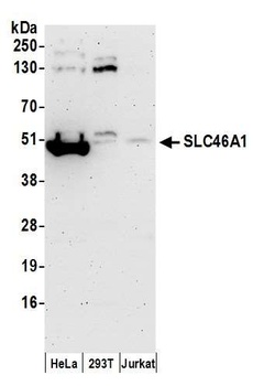SLC46A1 Antibody