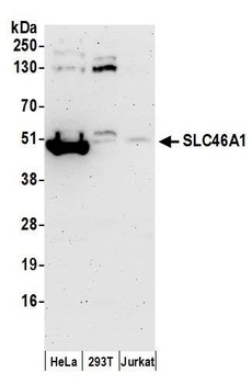 Rabbit anti-SLC46A1 Antibody