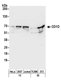 Rabbit anti-CD1D Antibody