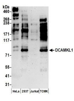 DCAMKL1 Antibody