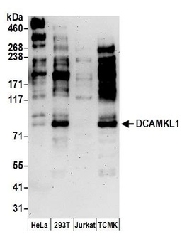 Rabbit anti-DCAMKL1 Antibody