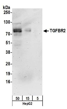 TGFBR2 Antibody