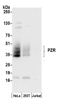 PZR Antibody