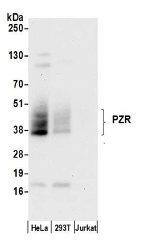 Rabbit anti-PZR Antibody