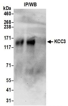 KCC3 Antibody