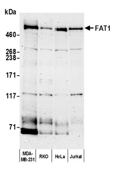 Rabbit anti-FAT1 Antibody