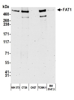 Rabbit anti-FAT1 Antibody