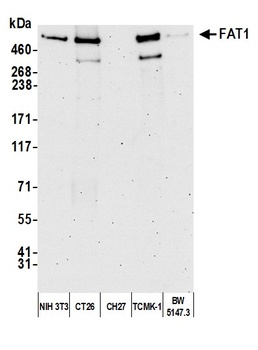 FAT1 Antibody