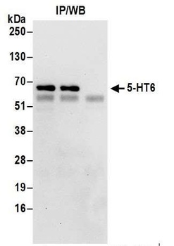 5-HT6 Antibody