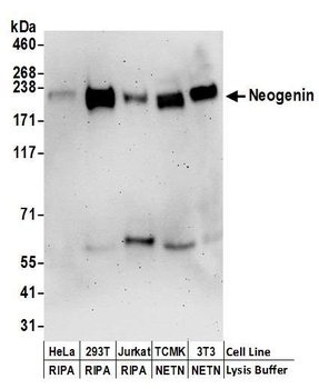 Neogenin Antibody