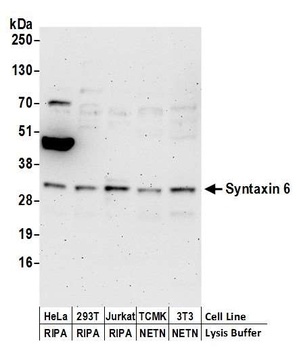 Syntaxin 6 Antibody