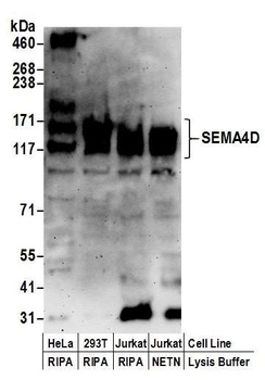 SEMA4D Antibody