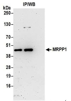 Rabbit anti-MRPP1 Antibody