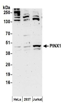 PINX1 Antibody