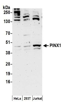 Rabbit anti-PINX1 Antibody