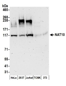 NAT10 Antibody