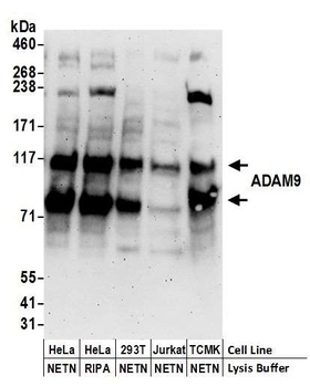 ADAM9 Antibody