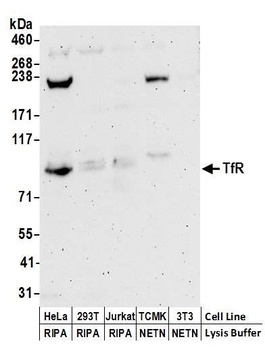 TfR Antibody