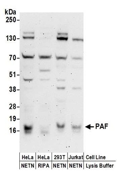 Rabbit anti-PAF Antibody