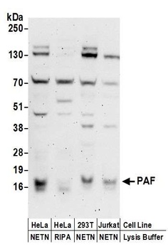 PAF Antibody