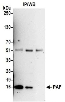 Rabbit anti-PAF Antibody