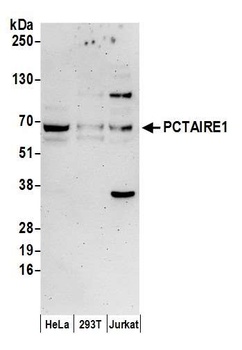 PCTAIRE1 Antibody