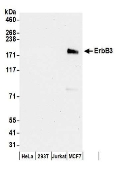 ErbB3 Antibody