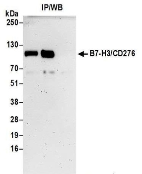 B7-H3/CD276 Antibody