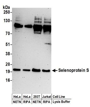 Selenoprotein S Antibody