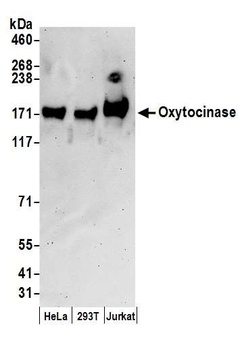 Oxytocinase Antibody