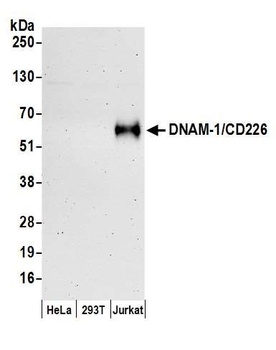 DNAM-1/CD226 Antibody
