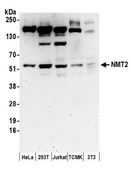 Rabbit anti-NMT2 Antibody