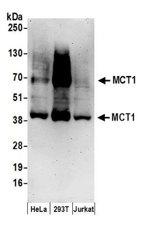 MCT1 Antibody