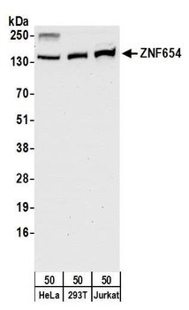 ZNF654 Antibody