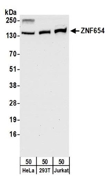 Rabbit anti-ZNF654 Antibody
