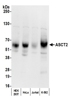 ASCT2 Antibody