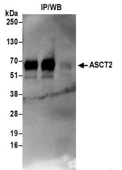 Rabbit anti-ASCT2 Antibody
