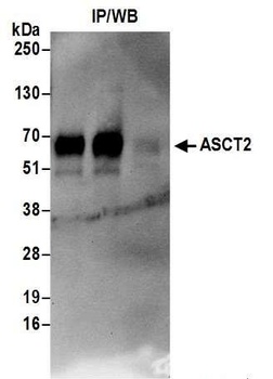 ASCT2 Antibody