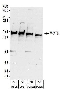 MCT8 Antibody