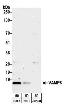VAMP8 Antibody