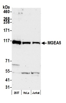 MGEA5 Antibody