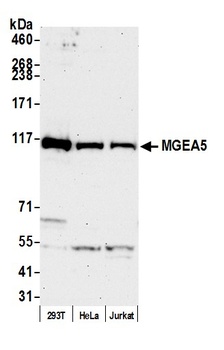 Rabbit anti-MGEA5 Antibody